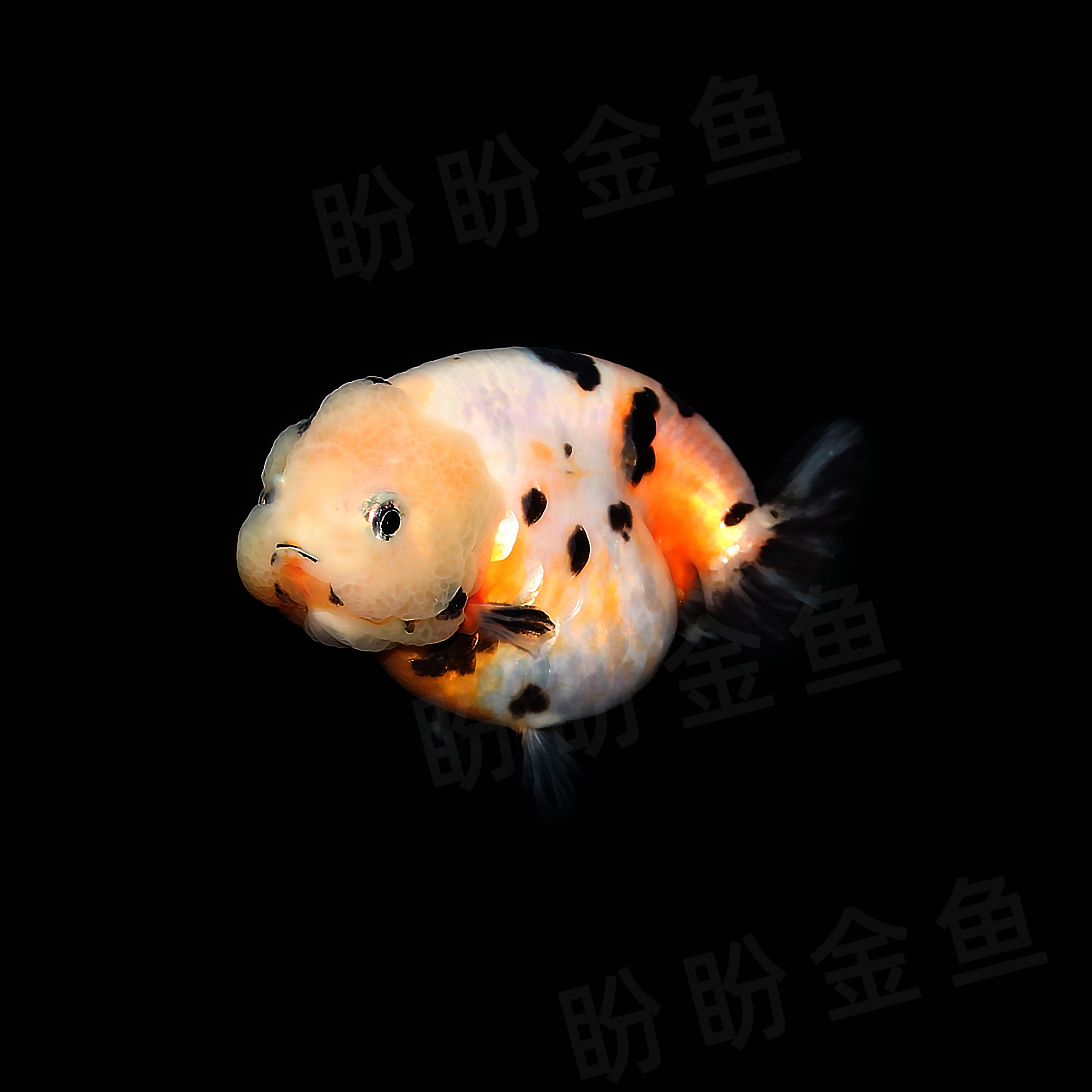 兰寿金鱼成鱼活鱼三色奶牛重墨玉兔冷水好养精品兰寿苗蓝瘦观赏鱼_虎窝淘