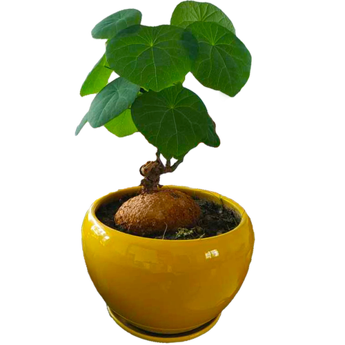 藤本皇后山乌龟带芽包活好养室内盆栽多肉植物花盆小黄龟阳台爬藤 - 图3