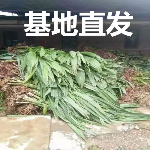 大叶仙茅工程用地苗木庭院地被绿植道路绿化苗木四季常青护坡植物 - 图0