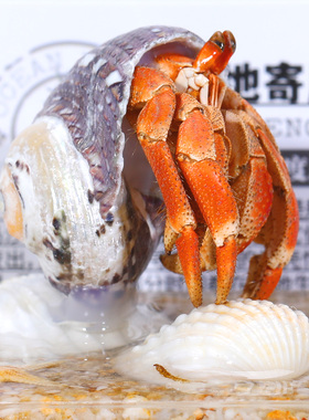 辛巴日记生物标本摆件节日礼科普