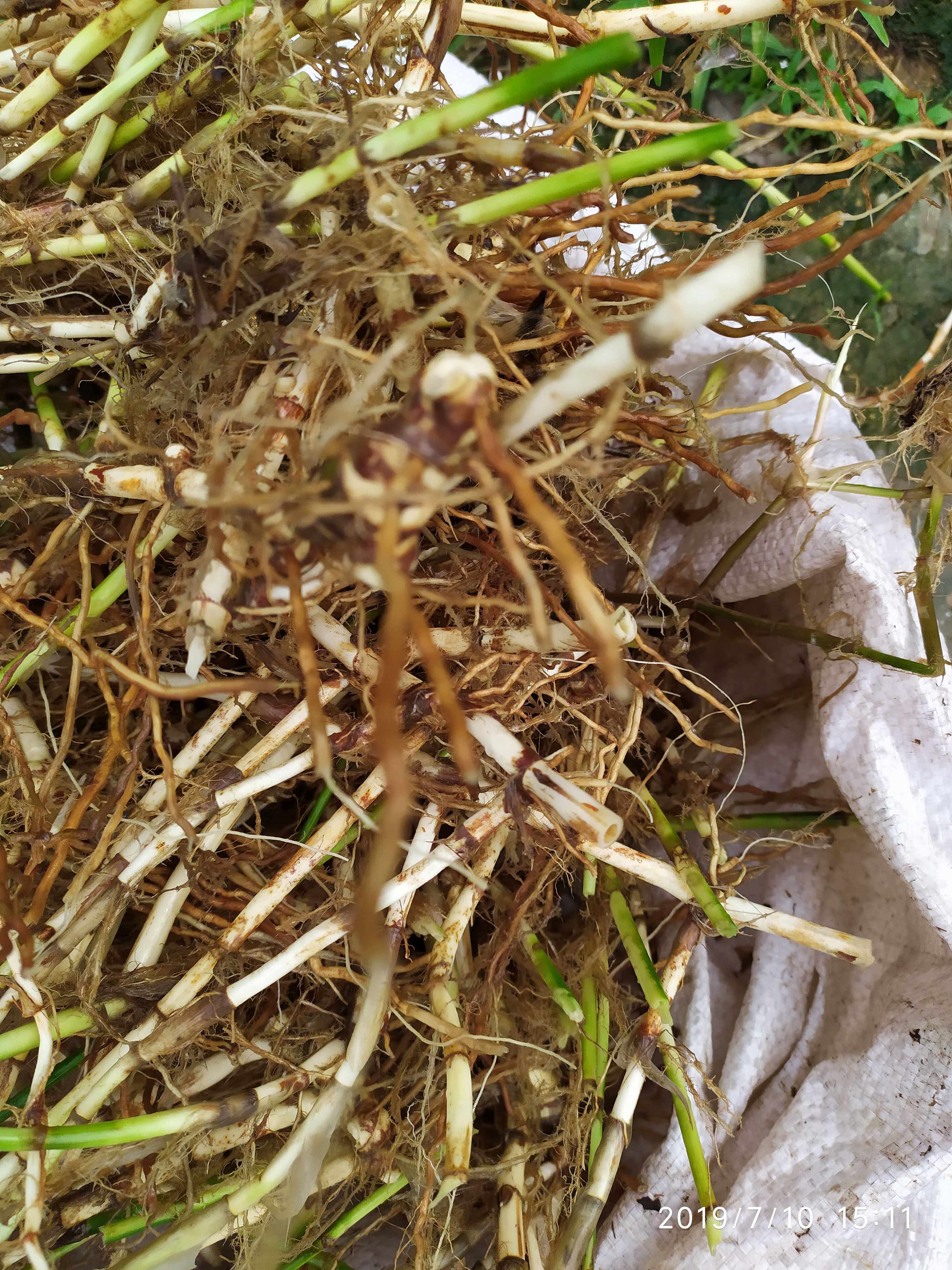 500克新鲜硬骨草硬骨草根铺地黍田基姜头马鞭节
