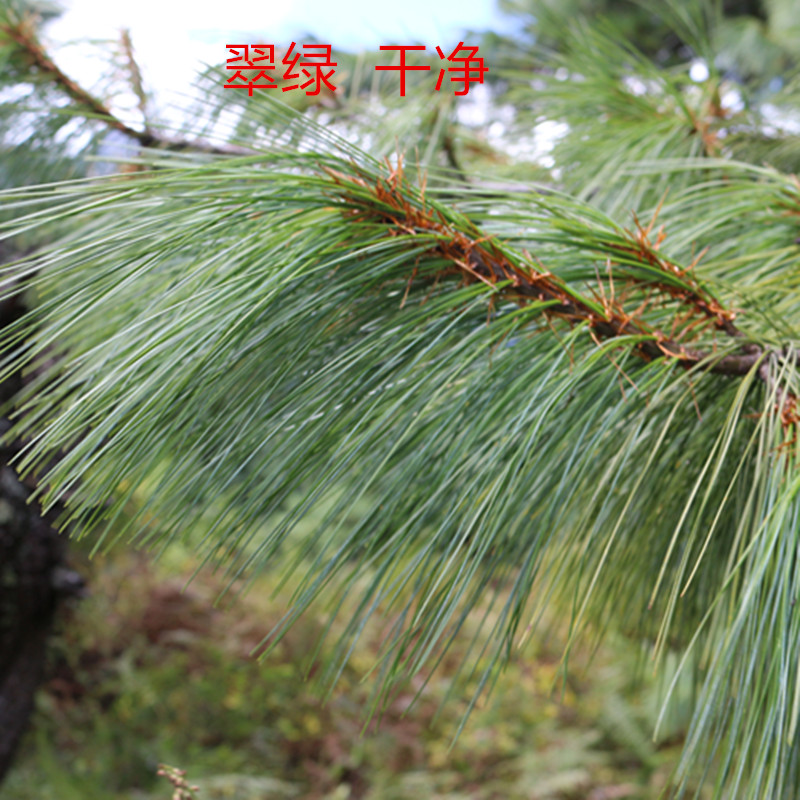 特级西藏高原野生松针茶松针粉干松针全松针产地发货500克包邮