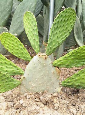 可食用仙人掌盆栽大型仙人掌蔬菜植物无刺嫁接仙人掌苗煮水