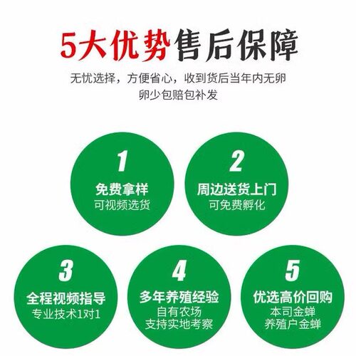 2626金蝉幼苗蝉蚁活现货野生爬叉猴蝉蚁卵枝种条养殖孵化知了龟苗 - 图2