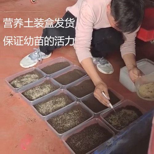 2626金蝉幼苗蝉蚁活现货野生爬叉猴蝉蚁卵枝种条养殖孵化知了龟苗 - 图0