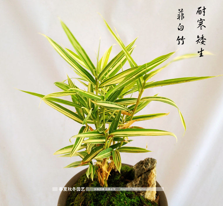 斑竹盆景,小竹子盆景,虎斑竹盆景_大山谷图库