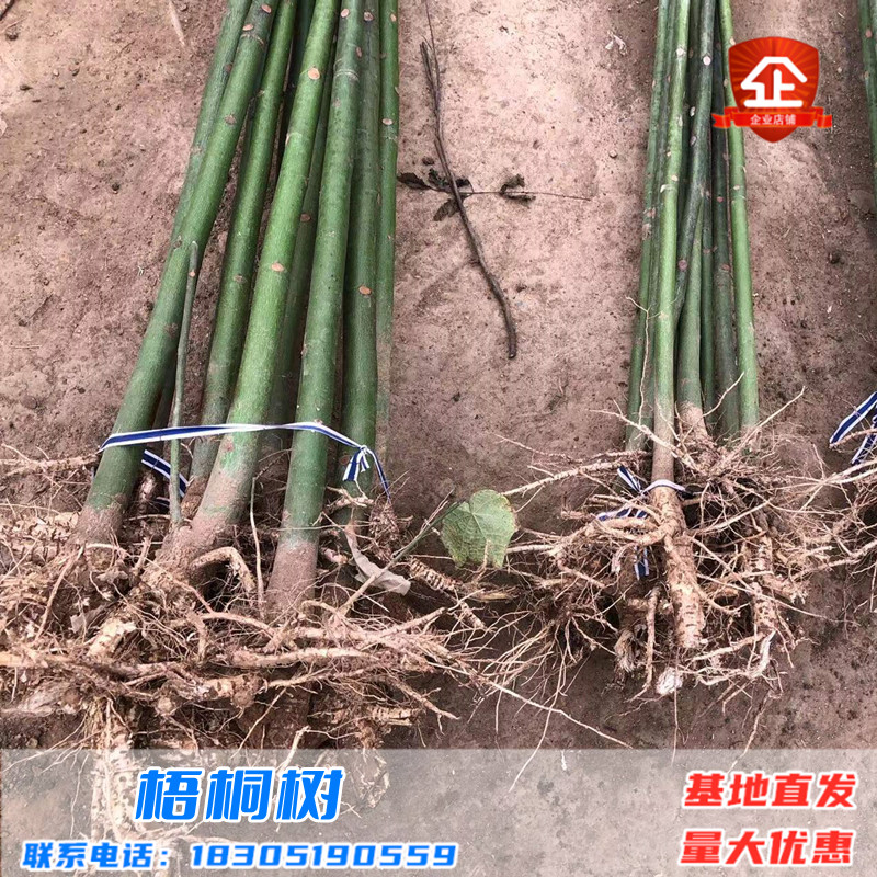 青桐树苗别墅院子风景树园林绿化苗木行道树庭院四季青铜树梧桐苗 - 图3