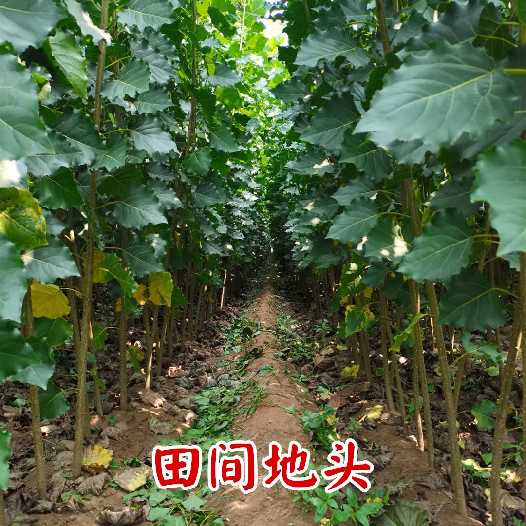 白杨树苗3084速生杨树苗植树造林苗庭院绿化植物四季南方种植苗木 - 图3