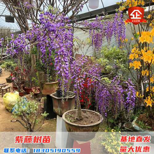 紫藤花树苗爬藤攀爬围墙庭院植物老桩盆栽花苗藤蔓紫藤萝花卉包邮 - 图2