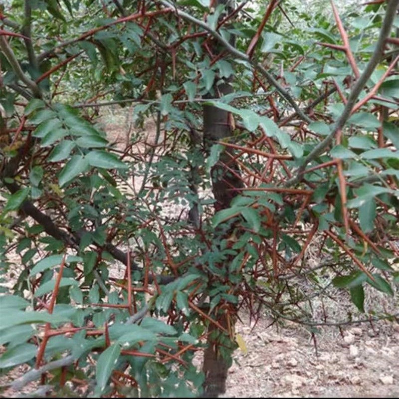 大刺皂角树苗皂角树绿化皂荚树苗盆栽地栽皂角树苗庭院皂角苗包邮