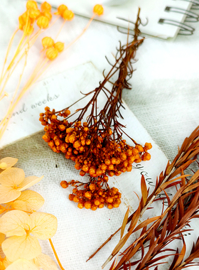 diy干花橙色系永生花大全橘黄花