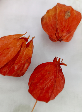 diy酸浆果干花灯笼果干果材料