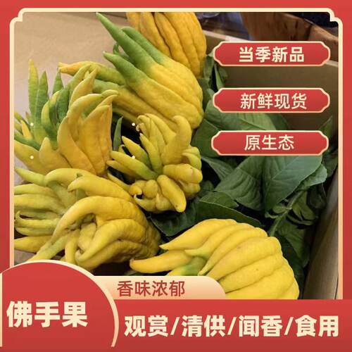 佛手苗广东盆栽佛手果苗金佛手苗木佛手树苗药用苗包邮 - 图3