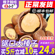 The rat is smaller than the opening big hazelnut Northeastern Teater leather hand exfoliating new stock original flavor iron Ridge Saw Mouth Hazelnut Fresh Nuts