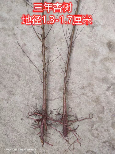 杏树 杏子 杏树苗 杏 杏子树苗 占地苗 砧木 山杏 实生苗 果树苗 - 图1