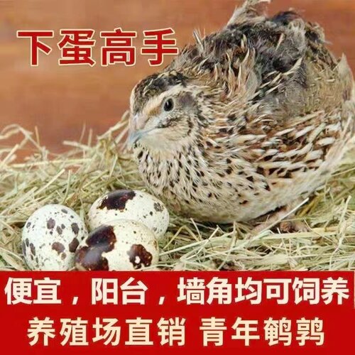 鹌鹑活鸟下蛋可繁殖鹌鹑活苗家养鸡阳台养小鸡宠物活体鹌鹑鸡活物 - 图0