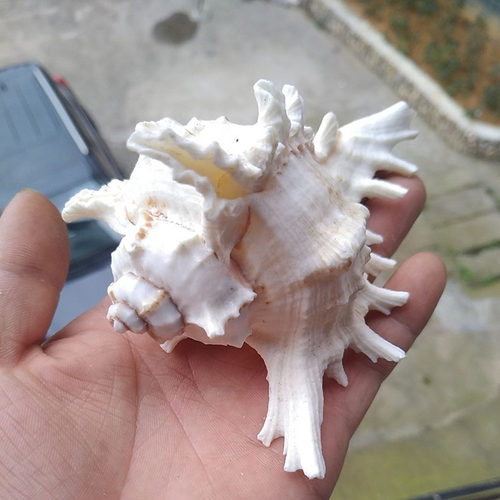 天然贝壳海螺超大麒麟螺千手螺菊花螺家居摆件婚庆装饰鱼缸造景 - 图0