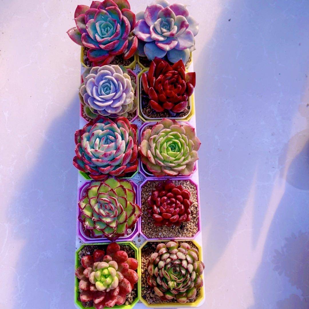 多肉植物精品十全十美  送彩盆 土 框架（6厘米左右）,淘宝优惠券,粉丝福利购,淘宝优惠卷