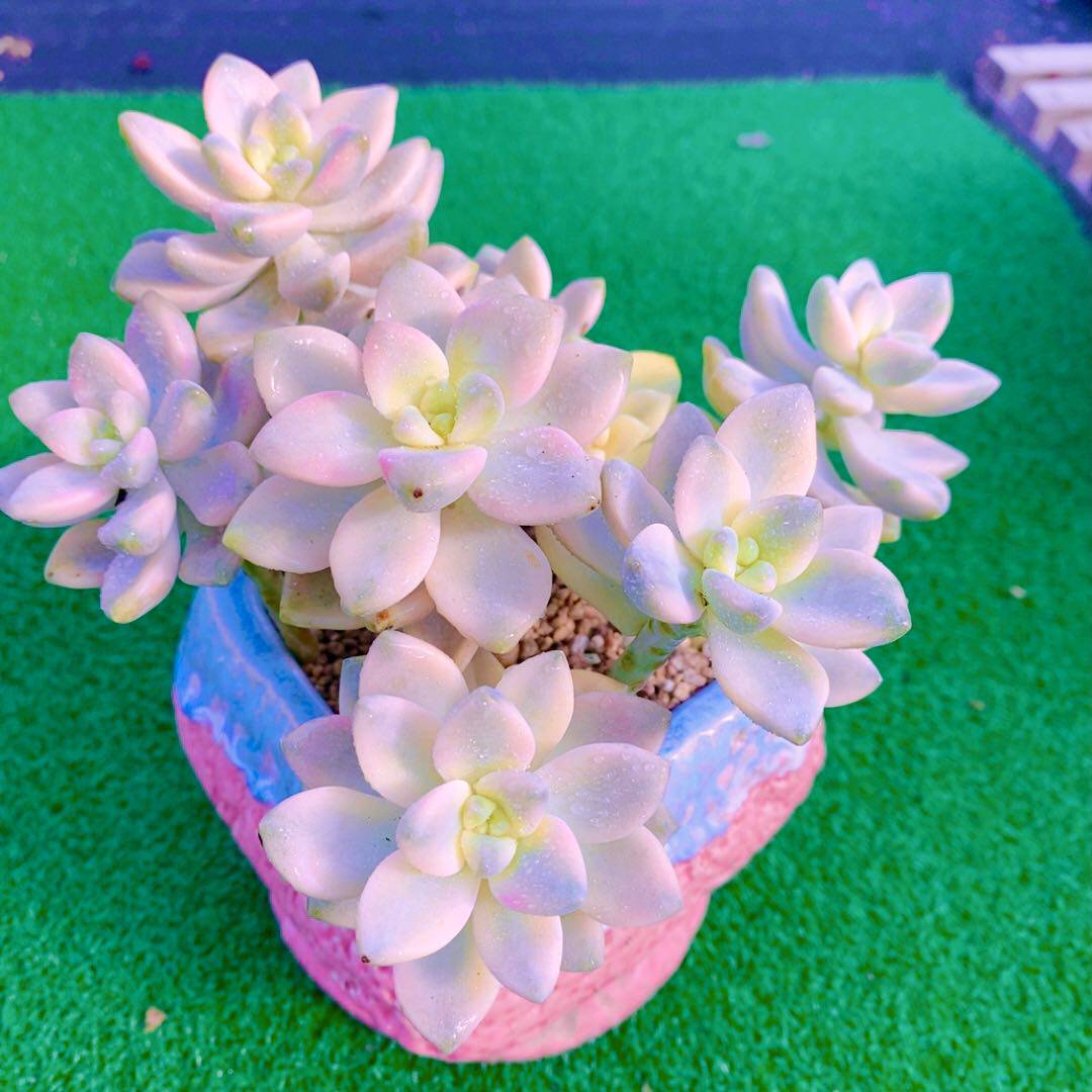 Y云南  多肉植物美杏锦散群（11厘米左右） - 图3