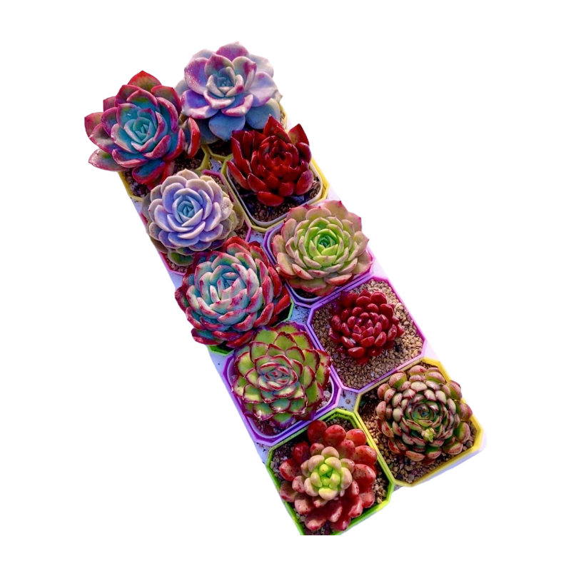 多肉植物精品十全十美  送彩盆 土 框架（6厘米左右）,淘宝优惠券,粉丝福利购,淘宝优惠卷