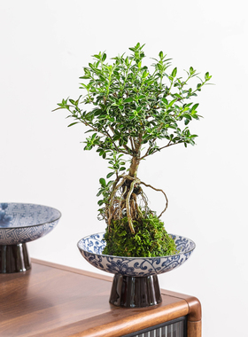 青花瓷老桩苔藓球盆室内办公室桌面六月雪绿植水培器皿盆中式摆件