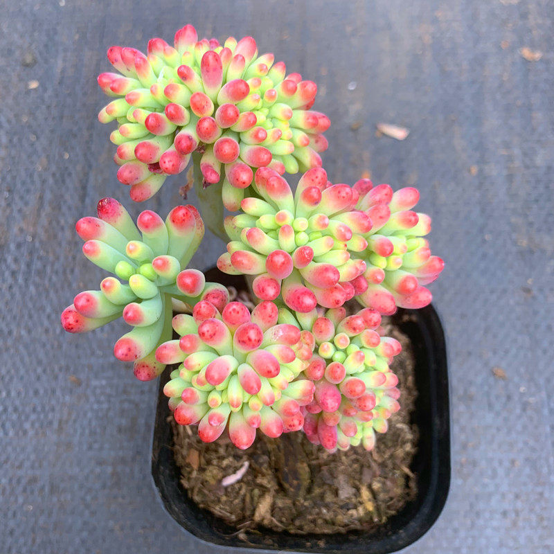 果冻乙女心缀化老桩超大多肉植物室内防辐射绿植花卉盆栽稀有品种