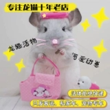 Pure Breed Totoro Live House Cubs Baby Silver Paper