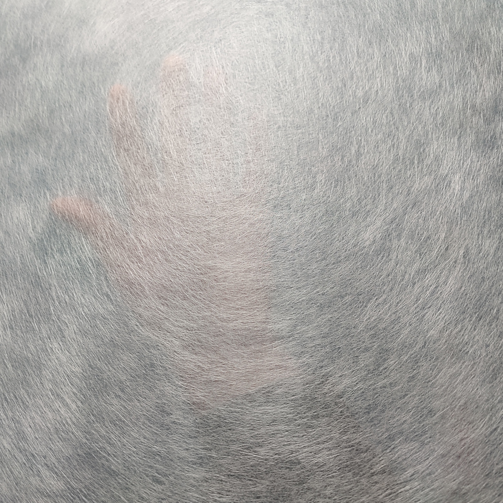 表面毡 30克 50克 玻璃钢制作 模具制作  玻纤毡 玻璃纤维毡,淘宝优惠券,粉丝福利购,淘宝优惠卷