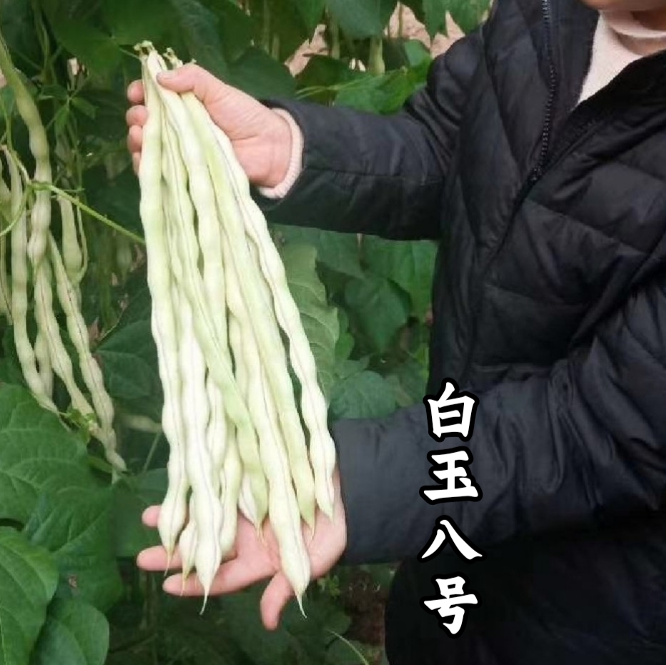 白玉八号芸豆种子高产四季豆角种籽无筋架豆王芸豆大田基地种籽孑-图1