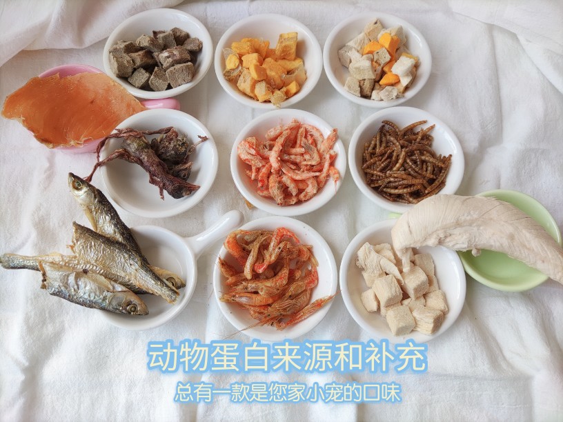 仓鼠熊类高蛋白零食花枝鼠零食鸡胸肉鱼干虾干补充蛋白质零食 - 图0