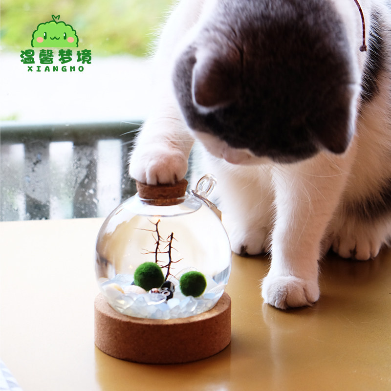 marimo水晶球幸福海藻球室内绿创意盆栽微景观生态瓶礼物水培植物,淘宝优惠券,粉丝福利购,淘宝优惠卷
