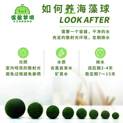 marimo幸福莫海藻球宠物微景观生态瓶办公室水培植物绿球藻营养液 - 图0