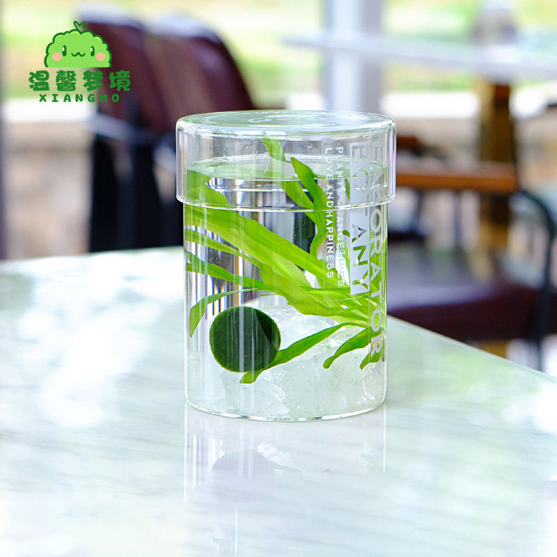 marimo幸福海藻球生态瓶绿球藻微景观水培植物水气森林送营养液,淘宝优惠券,粉丝福利购,淘宝优惠卷