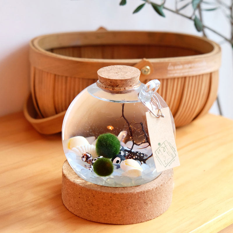 marimo水晶球幸福海藻球室内绿创意盆栽微景观生态瓶礼物水培植物,淘宝优惠券,粉丝福利购,淘宝优惠卷