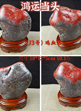 广西奇石鸡血石 三江石天然原石 观赏石造型石精品家居送礼摆件
