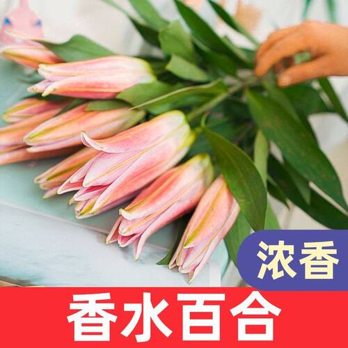 香水百合鲜花云南基地直发水培多头鲜切花花束插花插瓶多重瓣花卉 - 图3