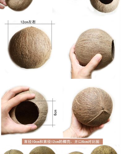 包邮椰子壳老椰壳小开口粗面幼儿园创意diy灯具工艺品装饰品产地 - 图1