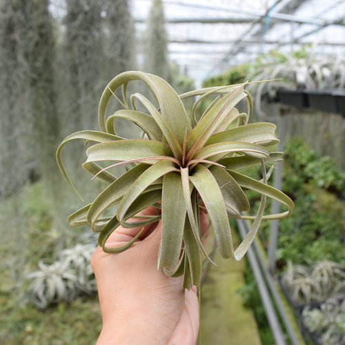空可乐X电烫卷-空气凤梨 Concolor x Streptophylla懒人植物 - 图0