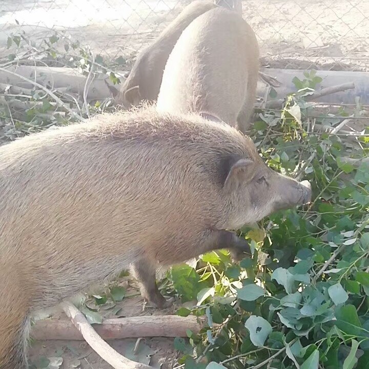 野猪肉5斤包邮内蒙古草原放养黑猪带皮去骨鲜肉全国配送-图3