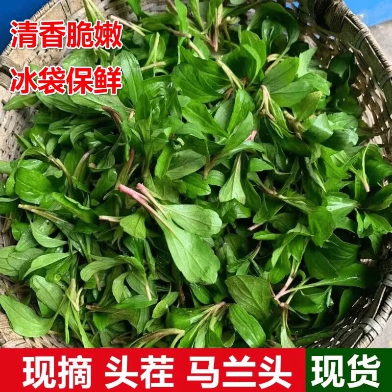 新鲜马兰头野菜顺丰包邮野生红杆当季蔬菜马兰头菜江苏时令马兰菜 - 图1