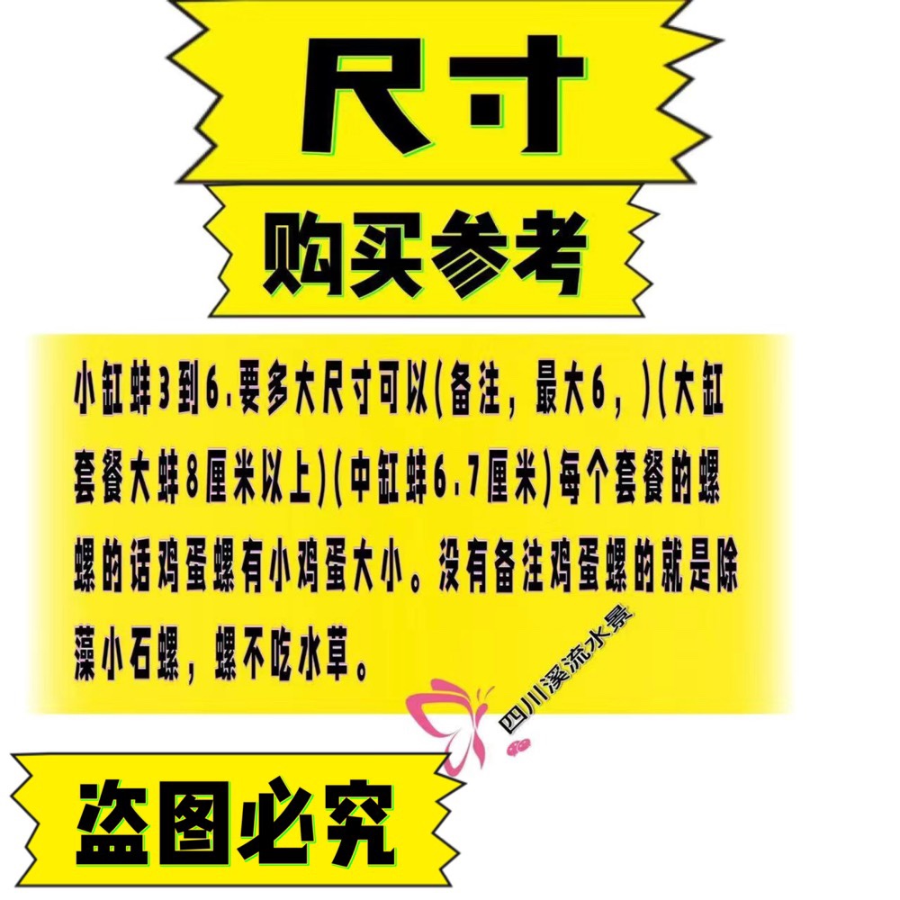 鱼龟粪便净水河蚌除鱼屎鰟鮍繁殖大河蚌小黄金蚌除粪便除绿水-图3