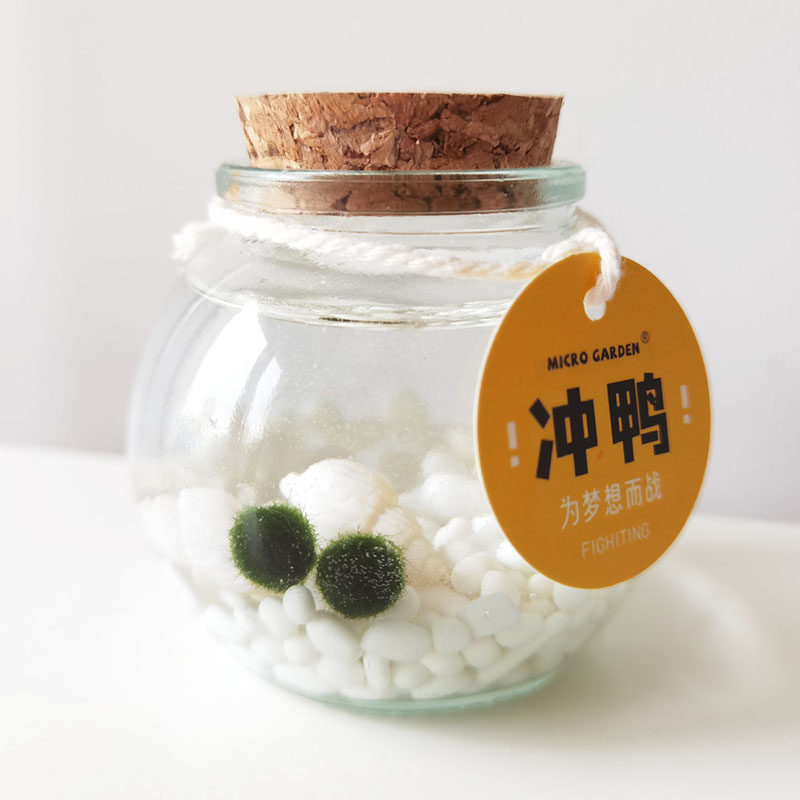掌心花园海藻球生态瓶桌面小宠物marimo水草植物不一样的生日礼物,淘宝优惠券,粉丝福利购,淘宝优惠卷