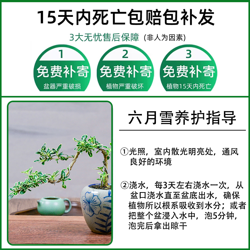 六月雪盆景老桩室内绿植花卉客厅办公室桌面禅意摆件植物好养盆栽 - 图2