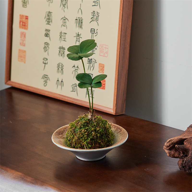 墨西哥铁苔藓球桌面书房新中式禅意常青绿植室内植物铁树幸运草,淘宝优惠券,粉丝福利购,淘宝优惠卷