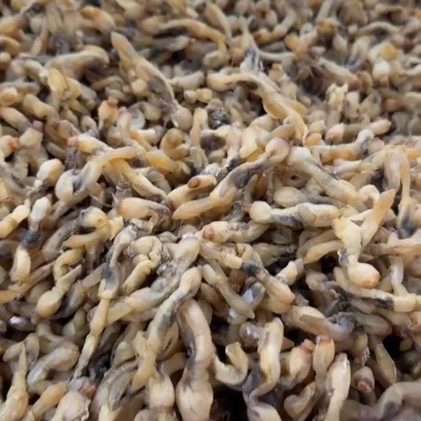 新鲜蛏子干250g/500g海蛏干干货 蚬子干海鲜干货蛏子肉干 蛏肉干,淘宝优惠券,粉丝福利购,淘宝优惠卷