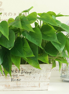 软装饰品书房绿萝单支仿真植物