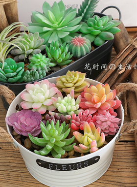 多肉植物专用沙漠组合室内家居