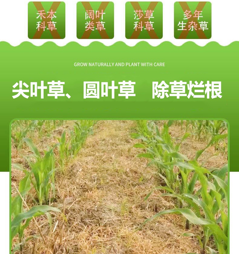 玉米苗后专用除草剂宝青玉硝磺莠去津烟嘧磺隆苞谷杂草烂根封闭药 - 图1