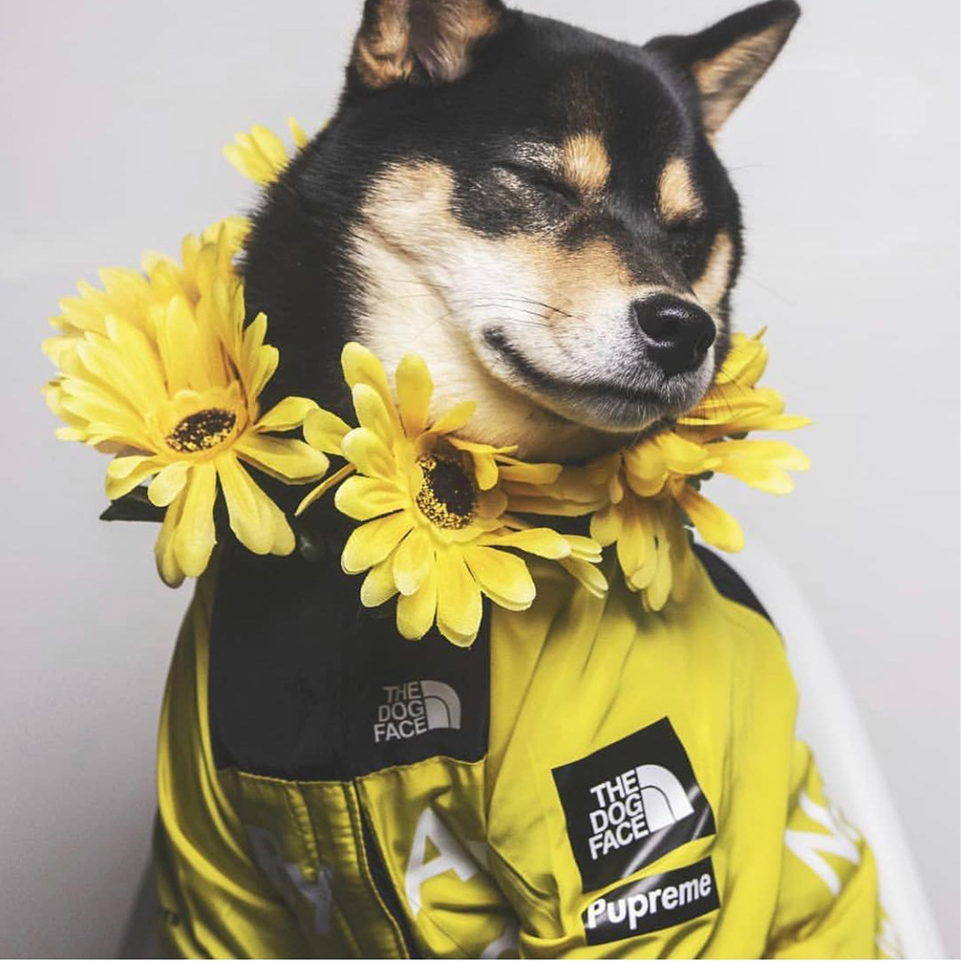 狗狗衣服潮牌supreme防雨北面狗狗冲锋衣 大型犬法斗雨衣宠物衣服