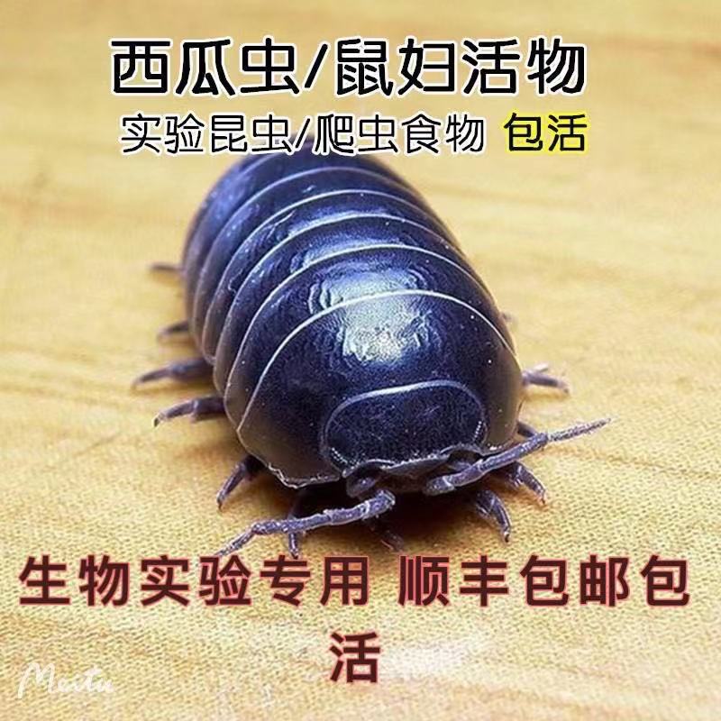 顺丰包邮包活鼠妇虫潮虫子西瓜虫湿湿虫饲养套装学生物实验昆虫-图1